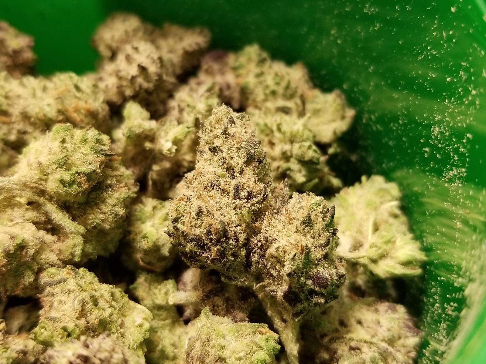 Jilly Dawg Marijuana Strain Information & Reviews AllBud