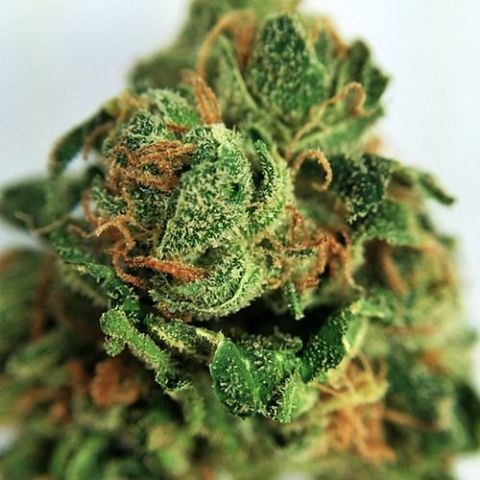 Killer Skunk Berry Marijuana Strain Information & Reviews | AllBud