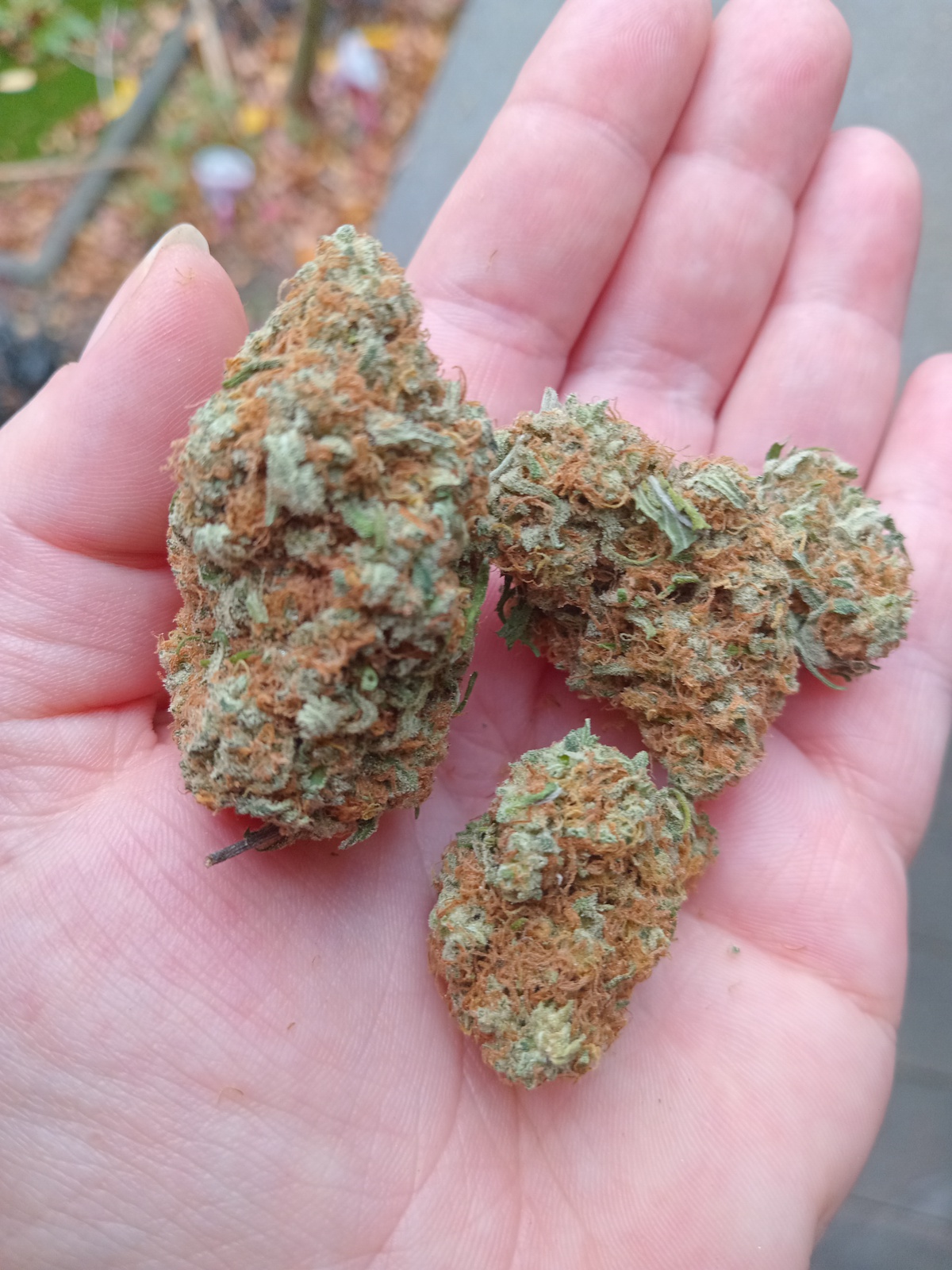 Biscotti Strain Allbud - 1uvh2le