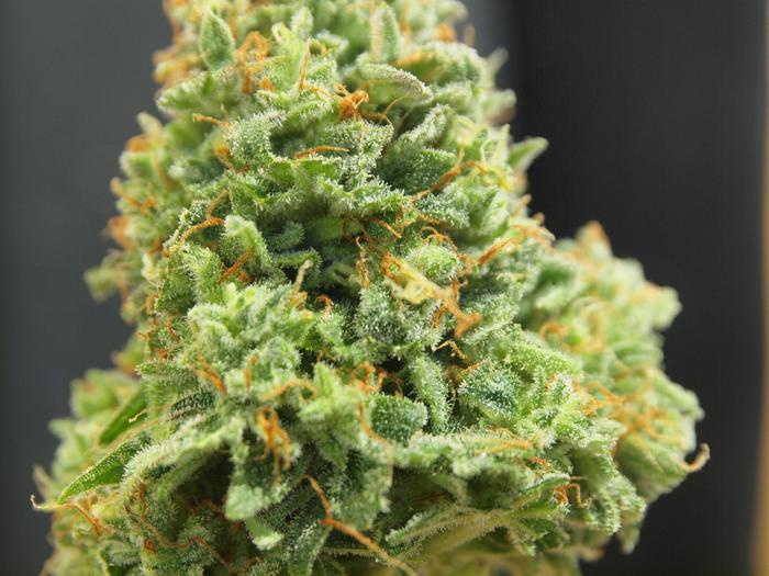 La Diva Marijuana Strain Information & Reviews AllBud