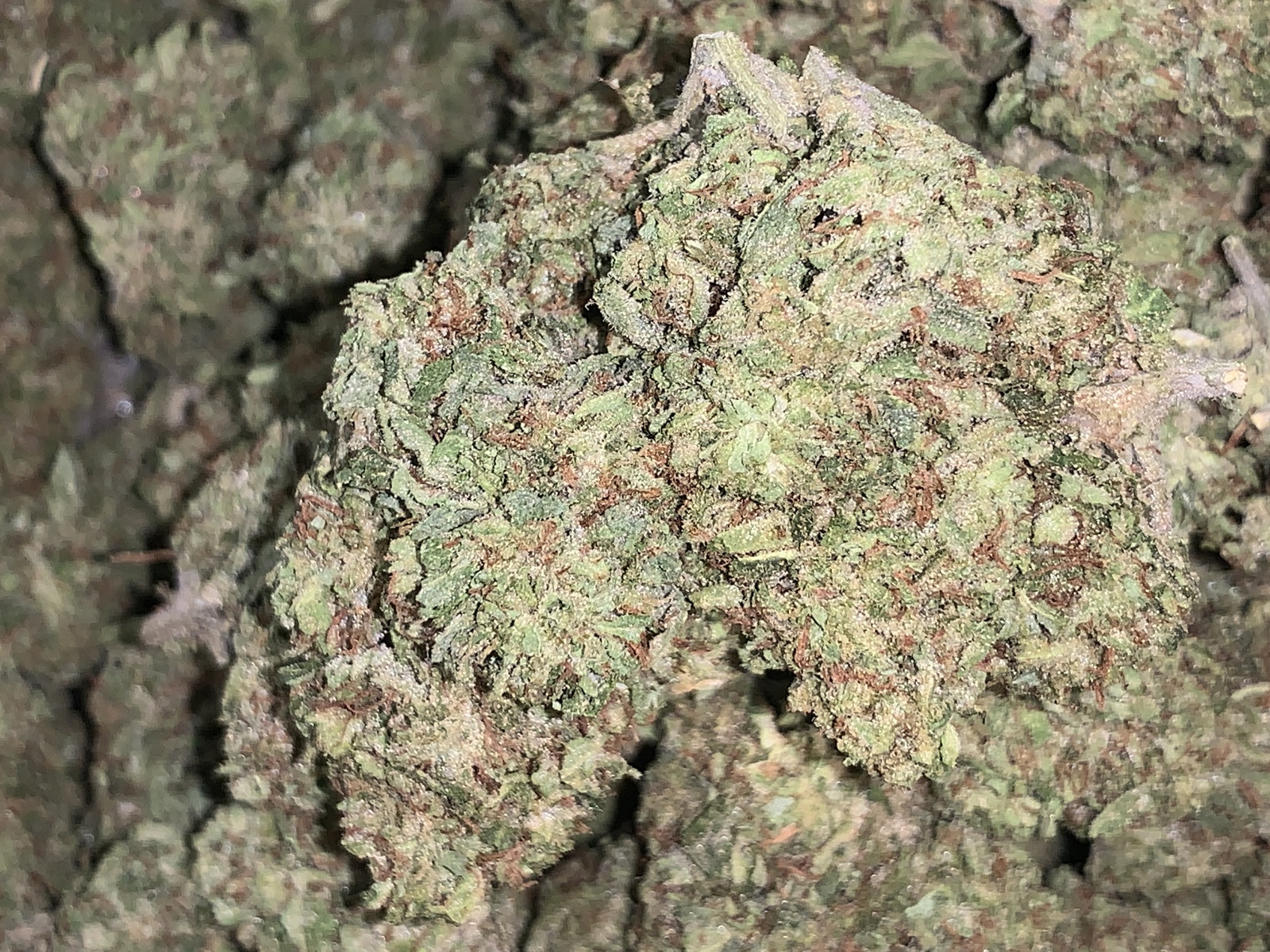 Limoncello Marijuana Strain Information & Reviews AllBud