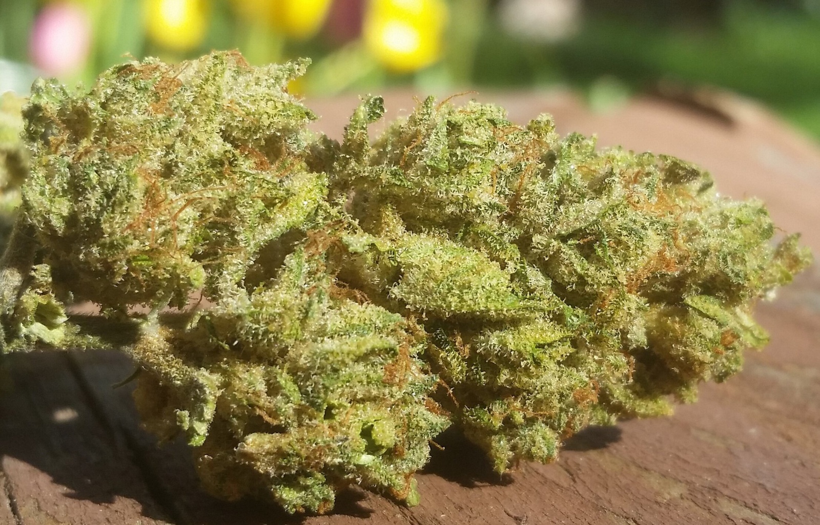 Long Valley Royal Kush Marijuana Strain Information & Reviews AllBud