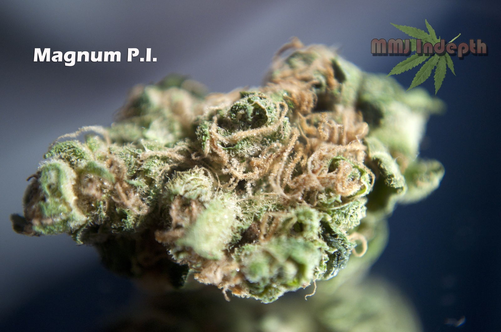 Magnum PI Marijuana Strain Information & Reviews AllBud