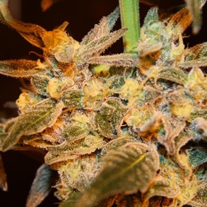 Malawi Gold archive 0