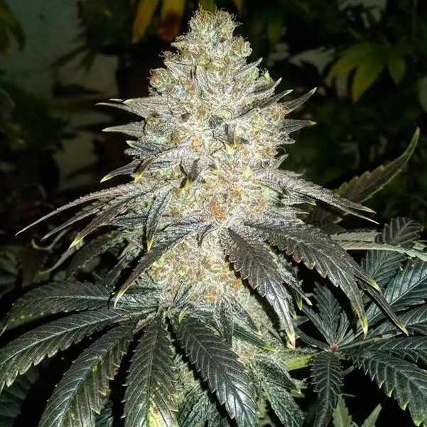 Mandarin Sunset | Marijuana Strain Reviews | AllBud