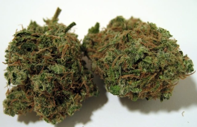Martian Mean Green harvested flower, as labeled by the cited photo source