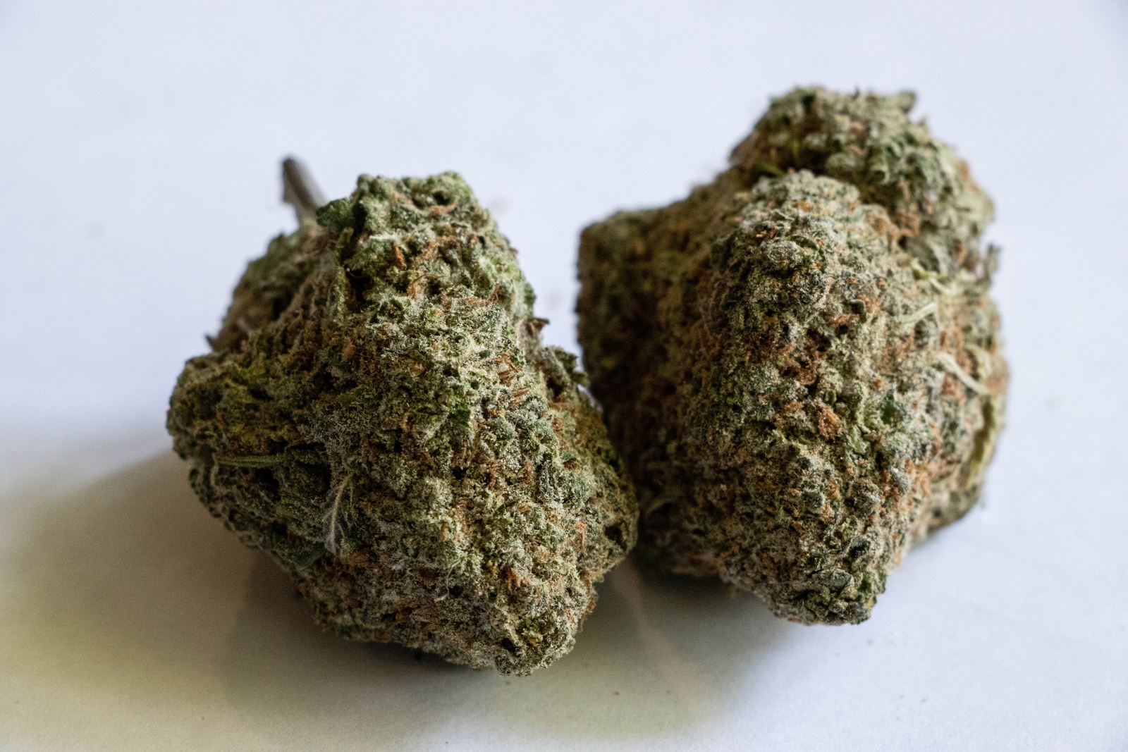 Maui Sunset Marijuana Strain Information & Reviews AllBud