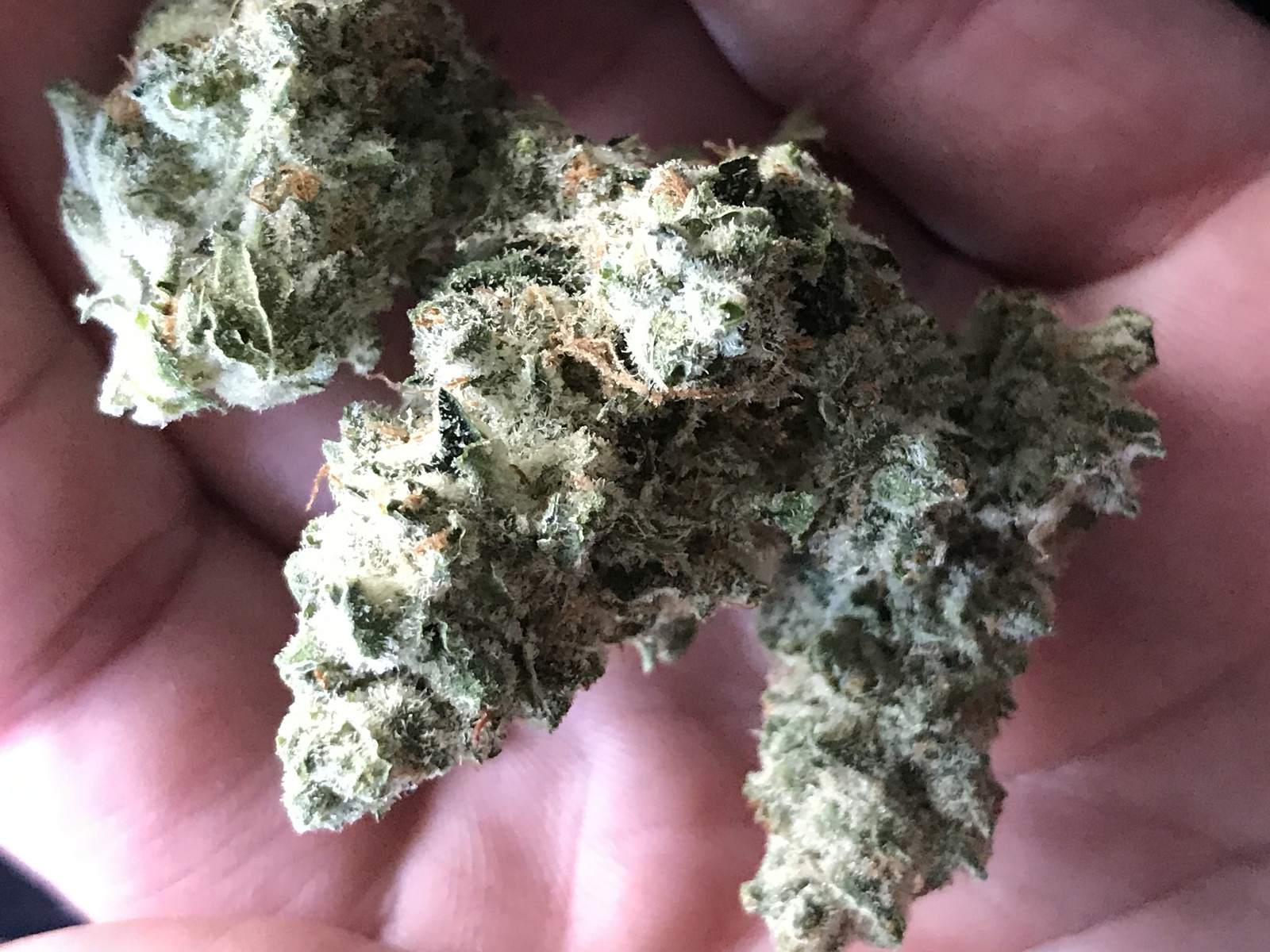 Member OG Marijuana Strain Information & Reviews AllBud