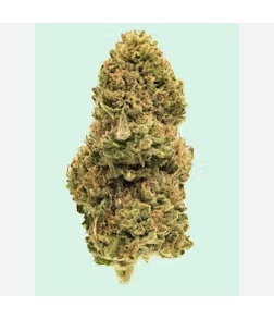 Midnight Berry harvested flower, as labeled by the cited photo source