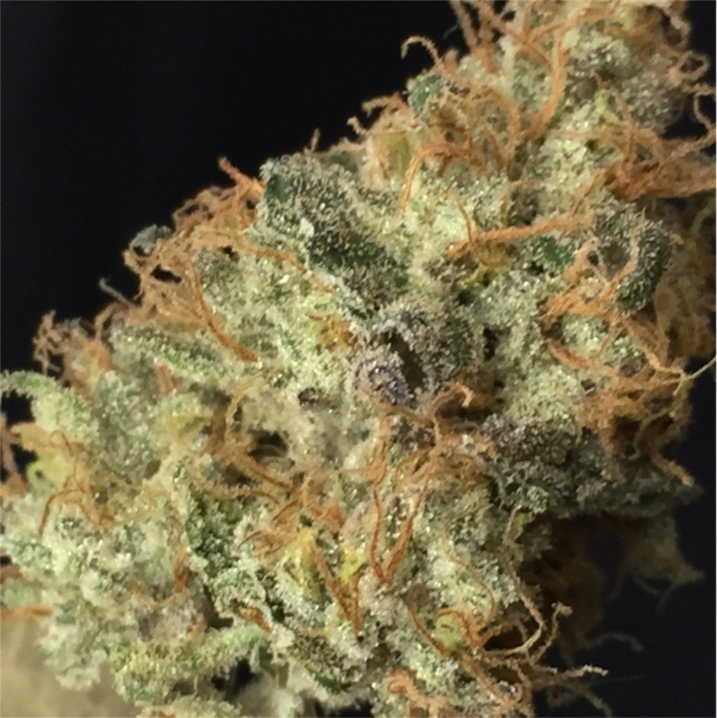 Miss Fortune Cookie Marijuana Strain Information & Reviews AllBud