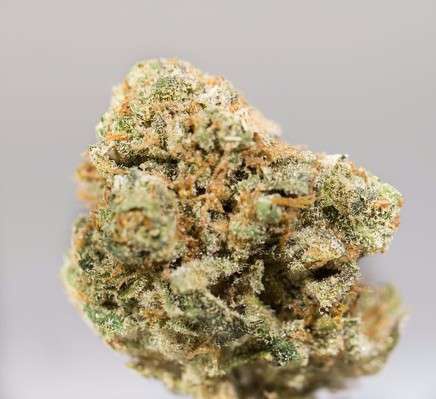 Mojito Marijuana Strain Information & Reviews | AllBud