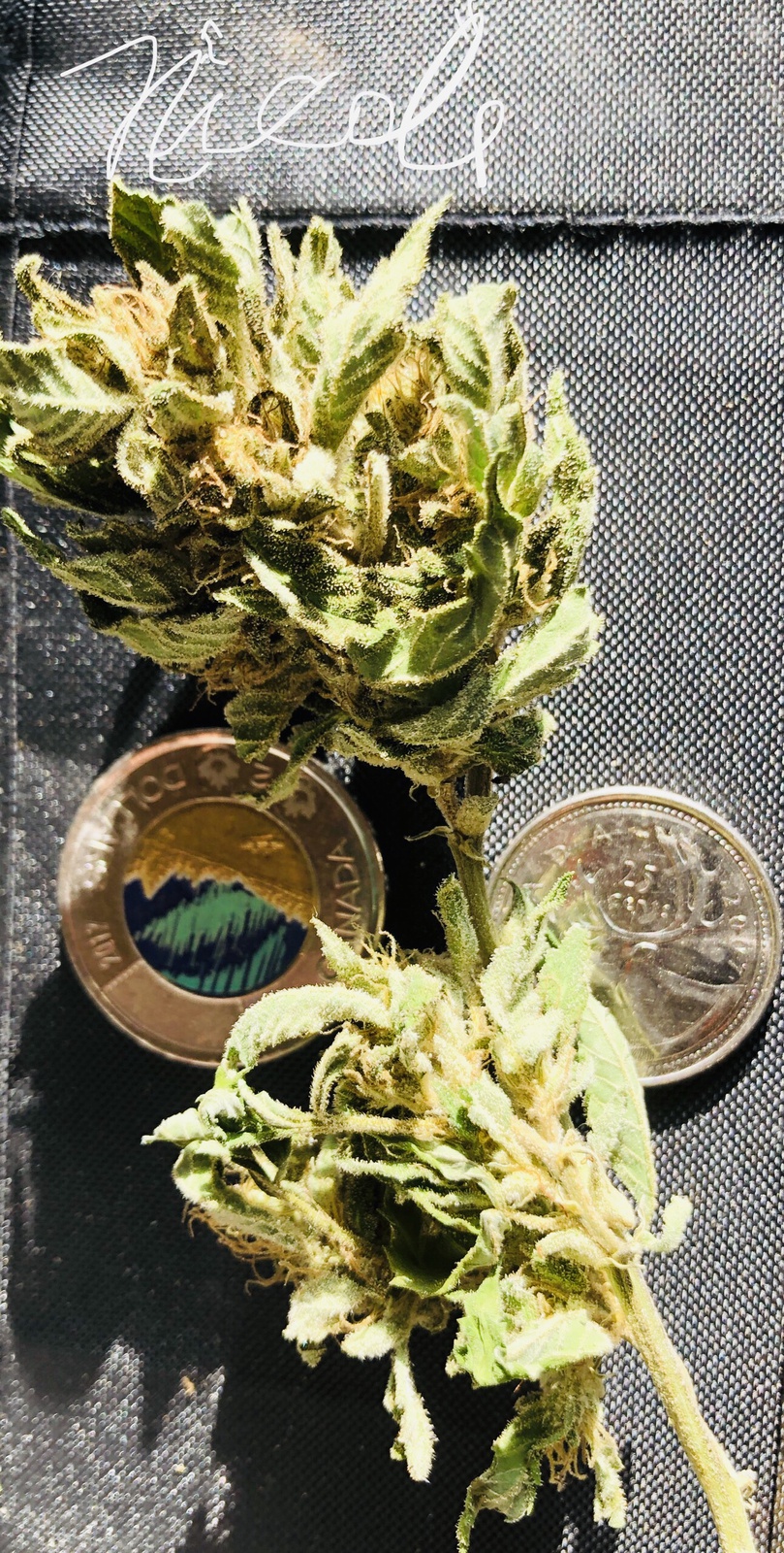 Nicole Kush archive 1