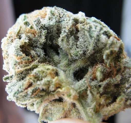 Northern Cross Marijuana Strain Information & Reviews | AllBud