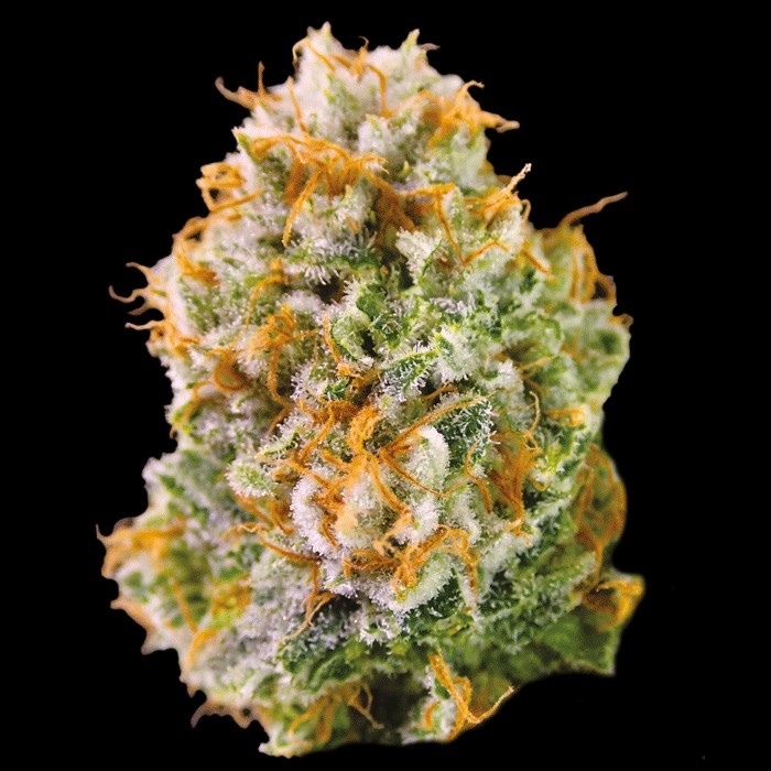 Oregon Pineapple Marijuana Strain Information & Reviews AllBud