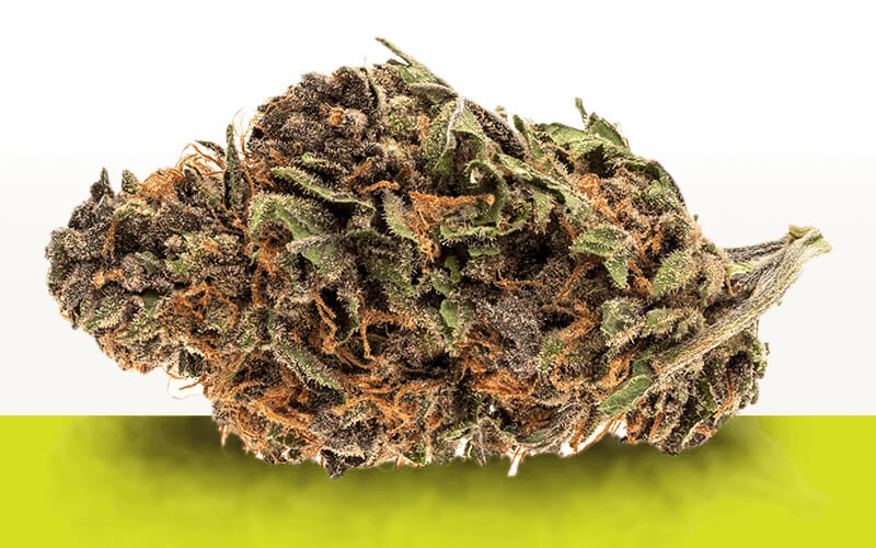 Painkiller XL Marijuana Strain Information & Reviews AllBud
