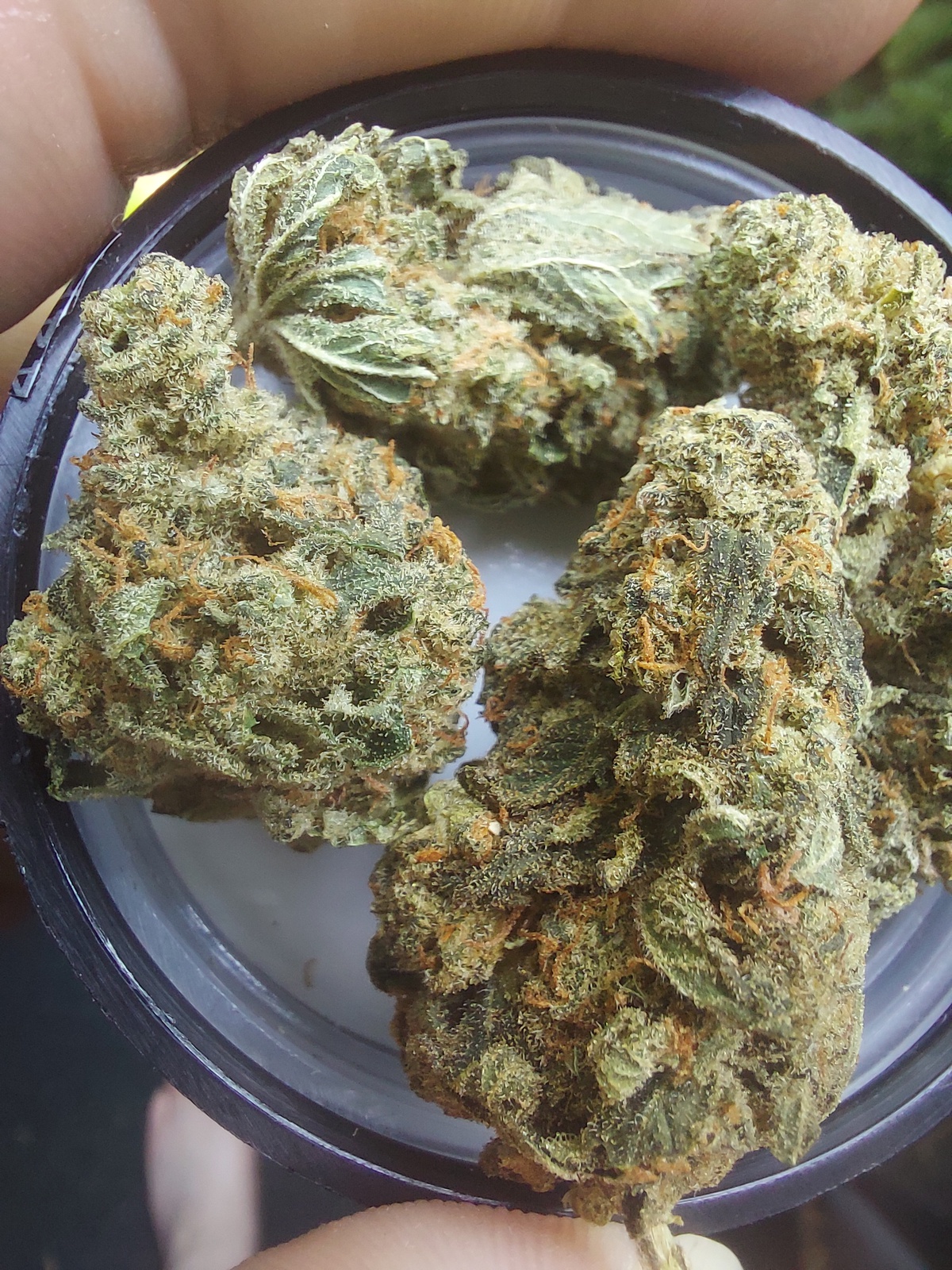 Hawaiian Punch Strain Allbud - 11kup8h