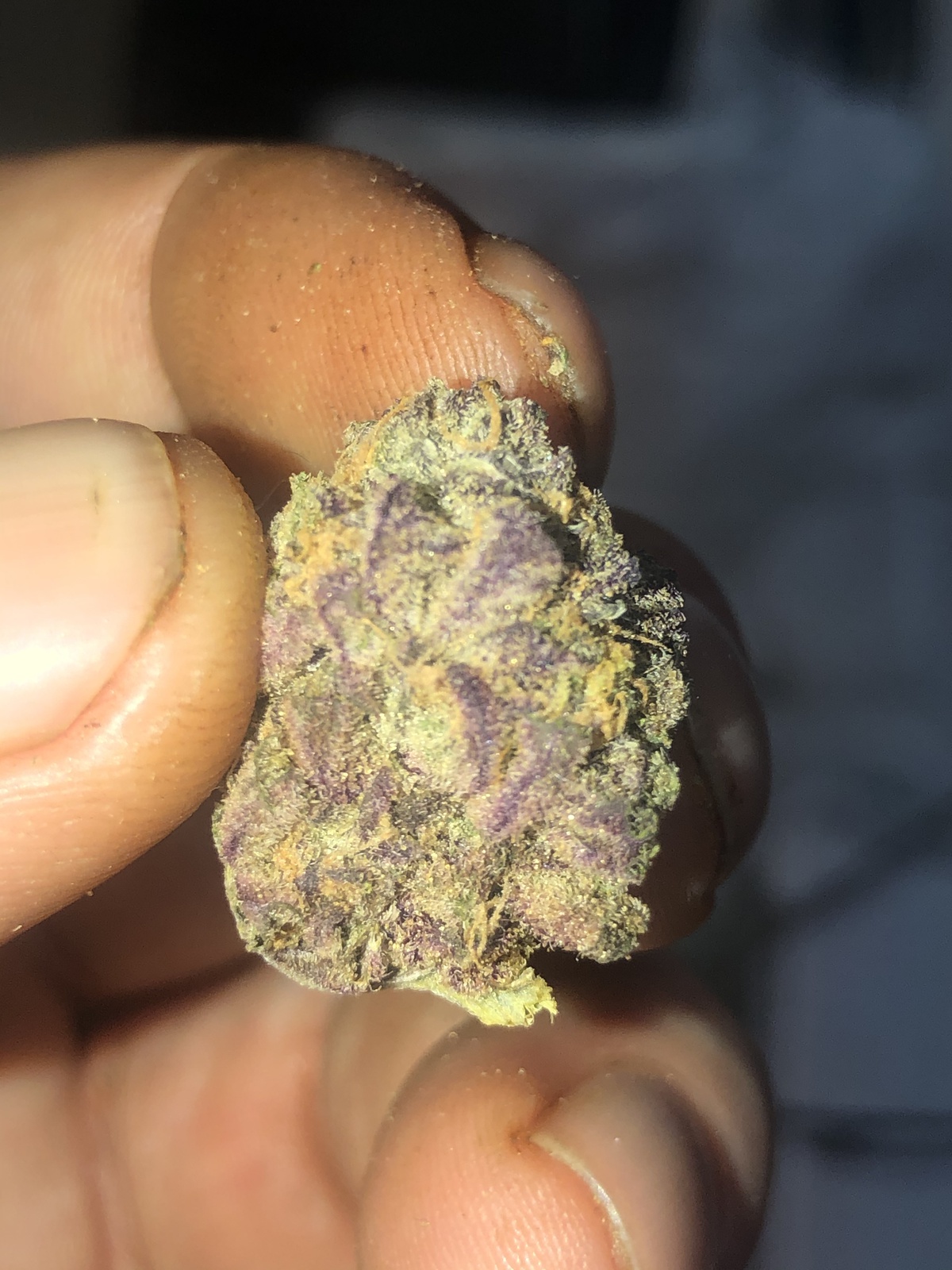 Peyote Purple