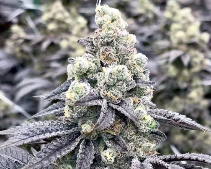 Pineapple Chem Marijuana Strain Information & Reviews AllBud