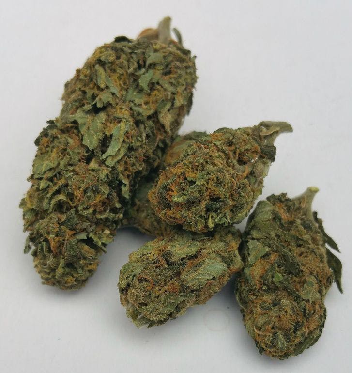 Pineapple Poison Marijuana Strain Information & Reviews AllBud