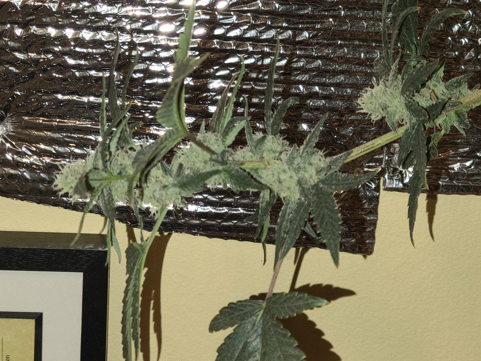 Pineapple Super Silver Haze Marijuana Strain Information & Reviews AllBud