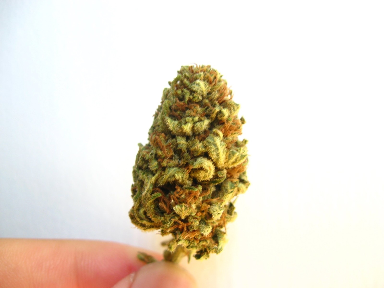 Pineapple Thai Marijuana Strain Information & Reviews AllBud