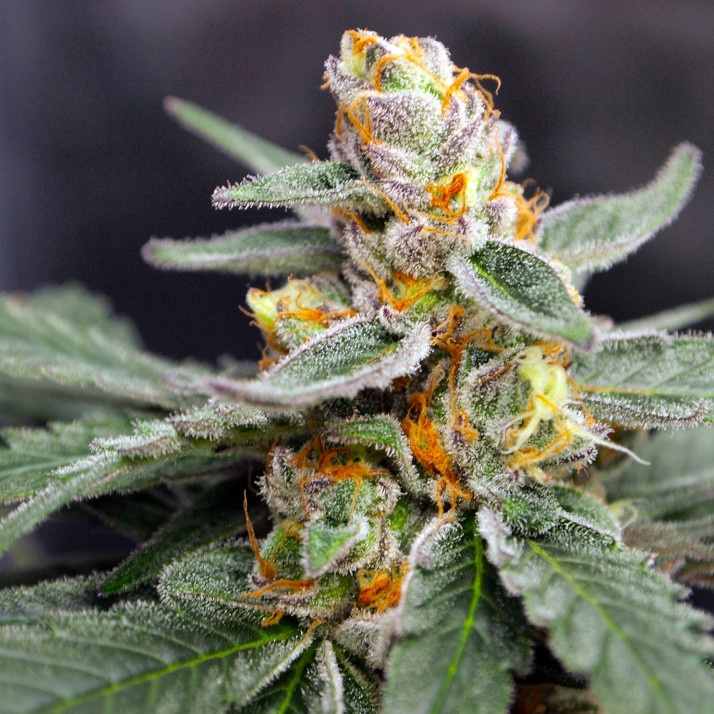 Pink Apple Punch Marijuana Strain Information & Reviews AllBud