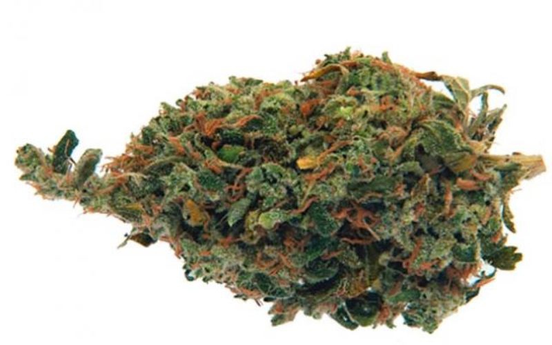 Pink Grapefruit Marijuana Strain Information & Reviews AllBud