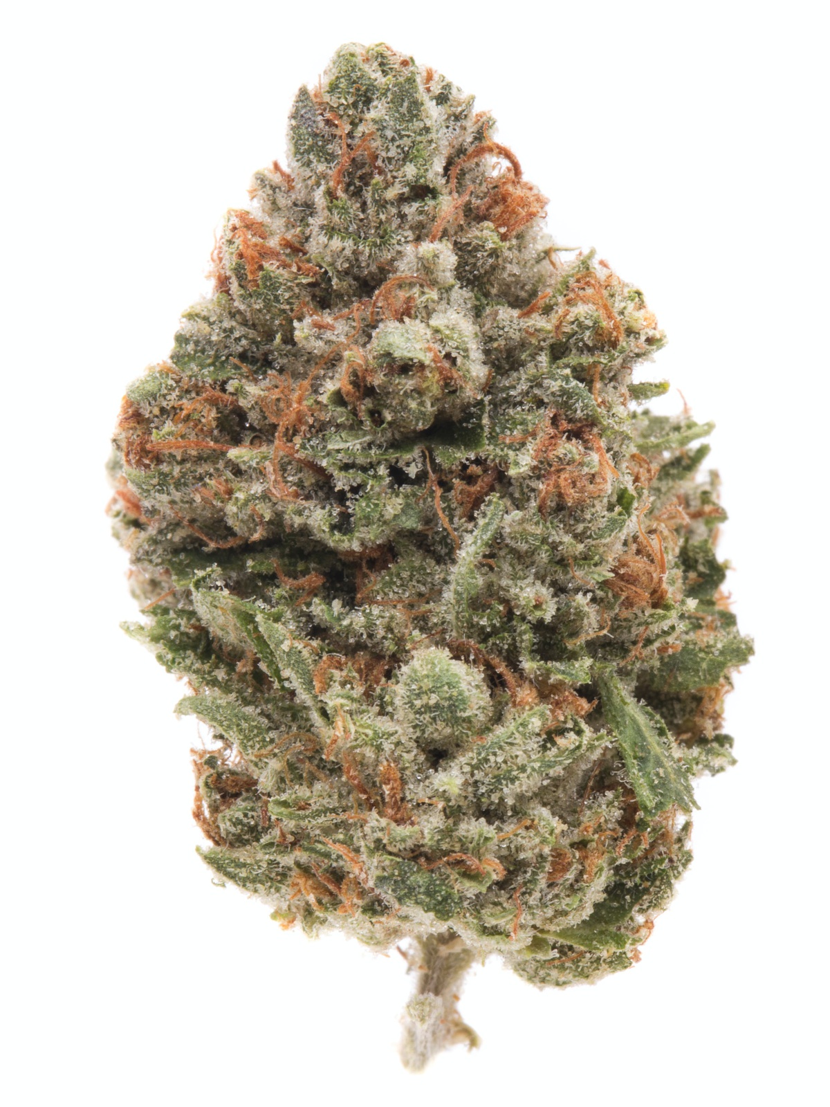 of the Grapes Marijuana Strain Information & Reviews AllBud