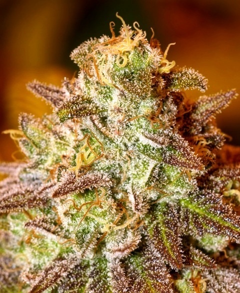 Pokie Marijuana Strain Information Reviews AllBud Pokie Marijuana Strain Information Reviews AllBud