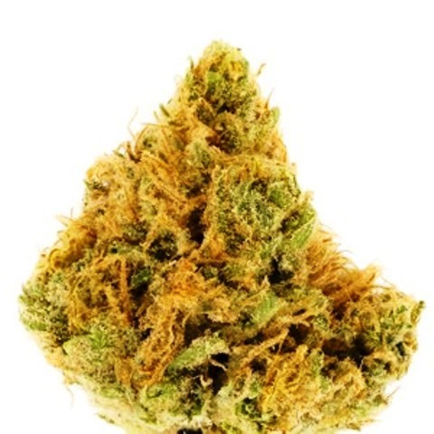 Powder Keg Marijuana Strain Information & Reviews | AllBud