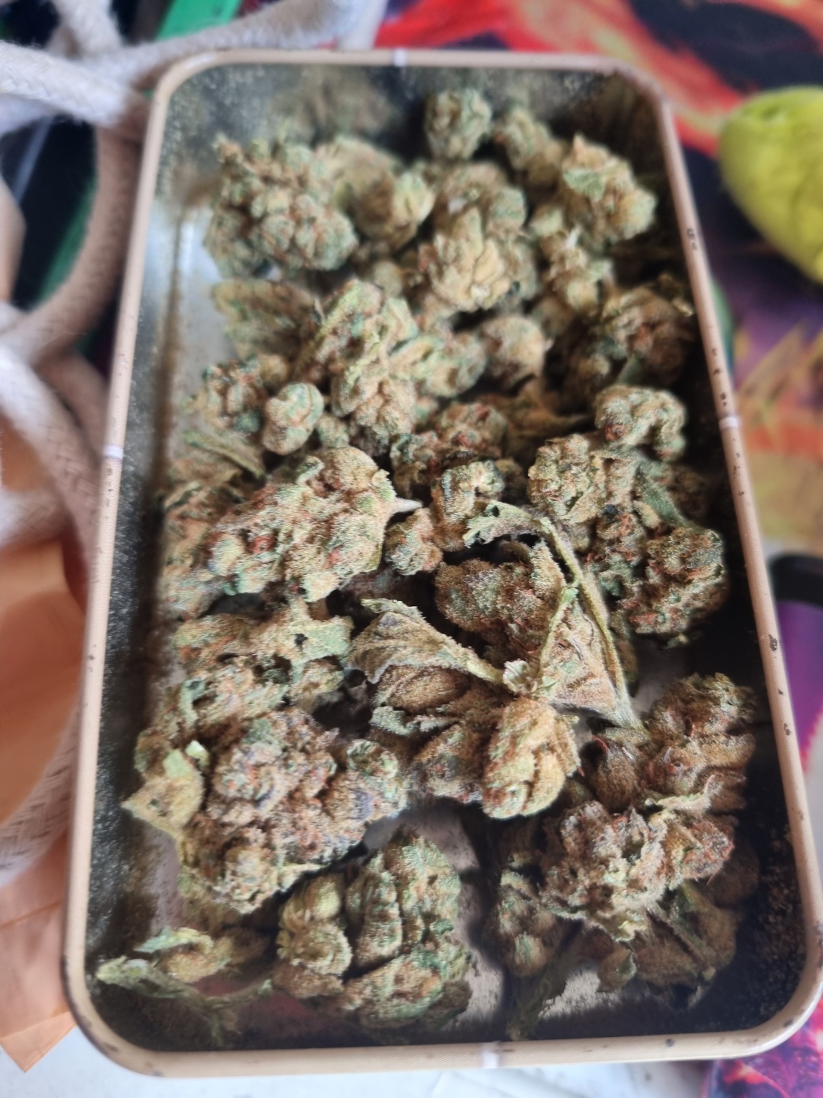 Powdered Donuts Marijuana Strain Information & Reviews AllBud