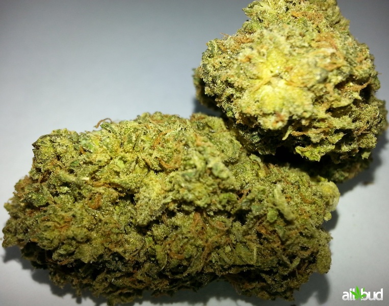 Pre 98 Bubba Kush Marijuana Strain Reviews AllBud pre-98-bubba-kush-marijuana-strain-reviews-allbud