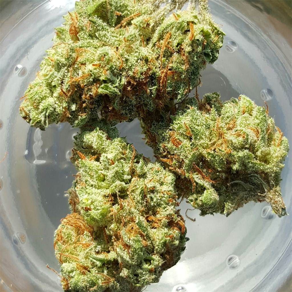 Prismatic Jack Marijuana Strain Information & Reviews AllBud
