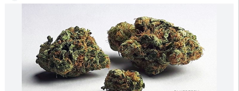 Purple Berry Skunk Marijuana Strain Information & Reviews | AllBud