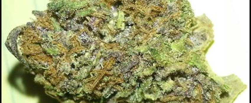 Purple Hindu Kush archive 0