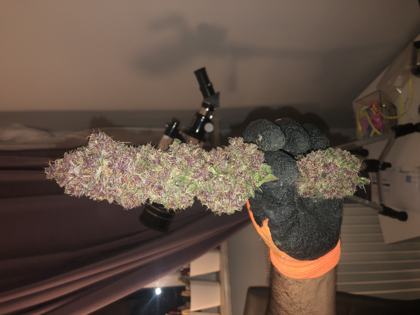 Purple Queen Marijuana Strain Information & Reviews AllBud
