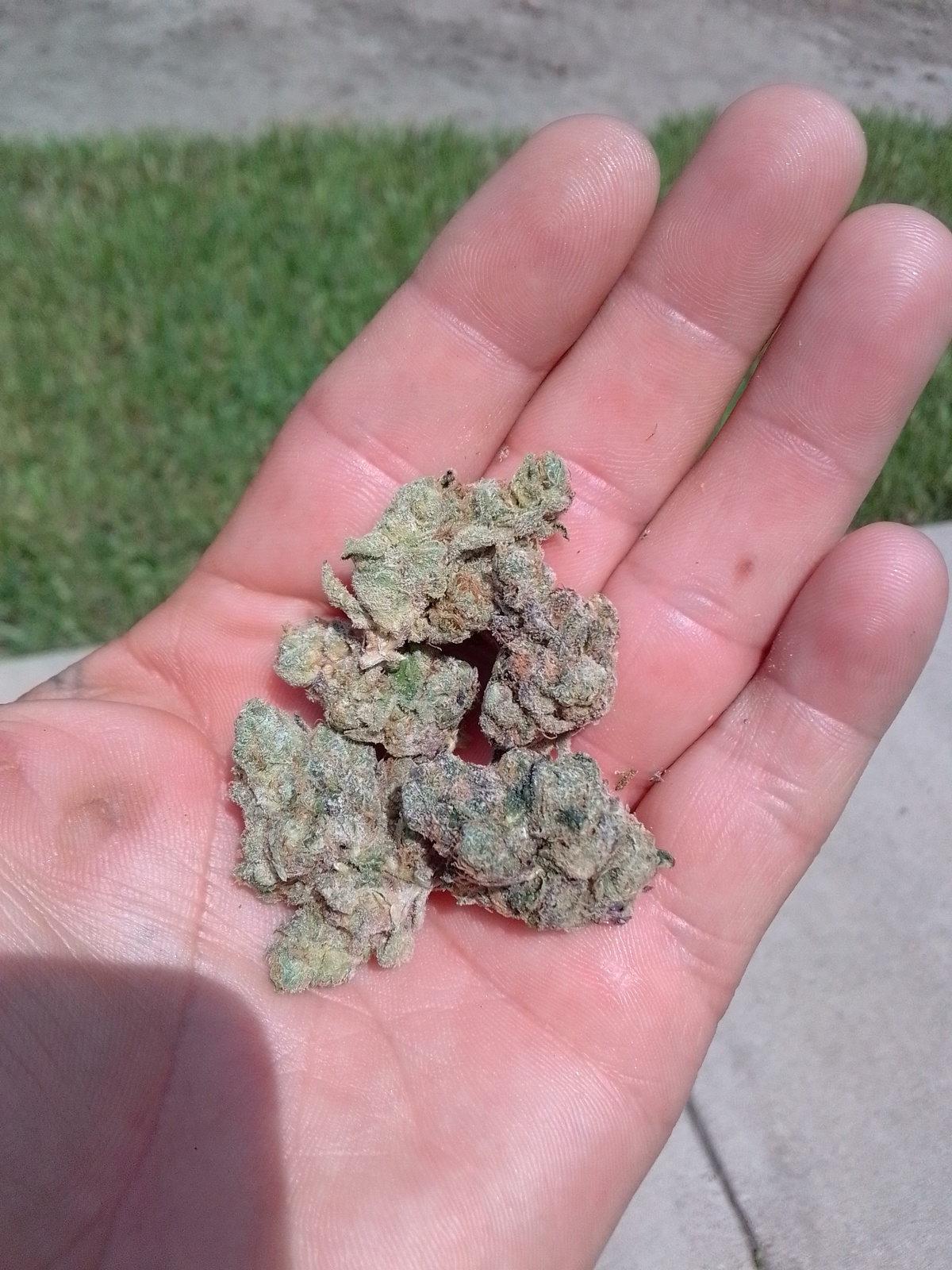 Icc Strain Allbud - 9t135r7