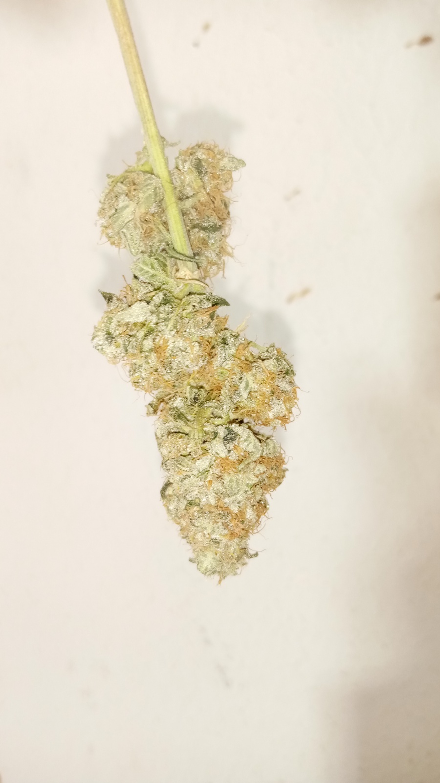 Purple Sunset Marijuana Strain Information & Reviews AllBud