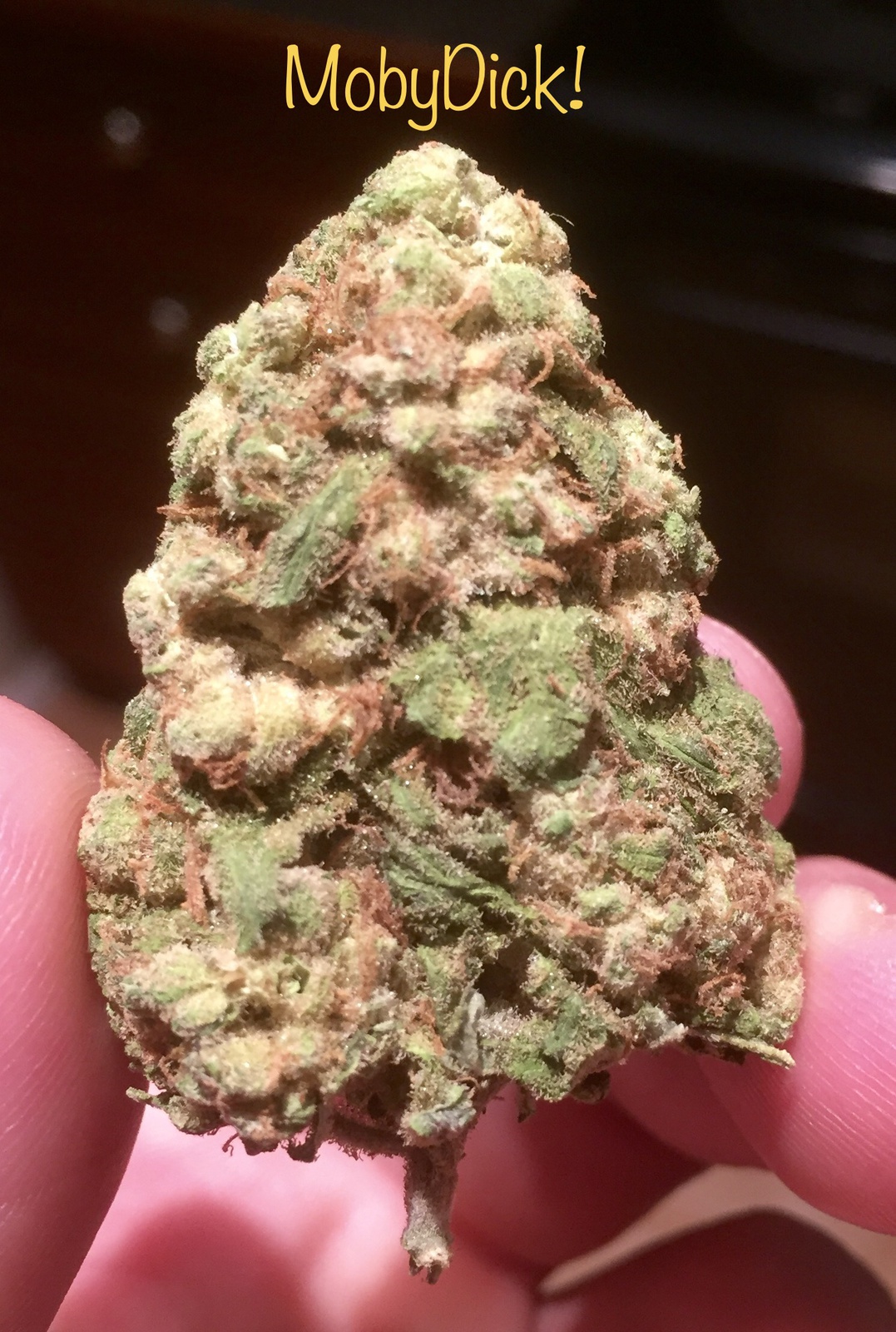 Purple Tangie archive 0