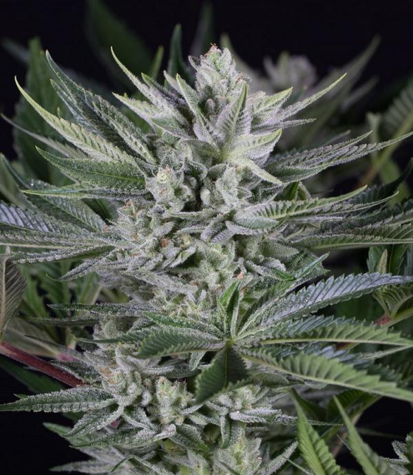 Quick Gorilla Marijuana Strain Information & Reviews AllBud