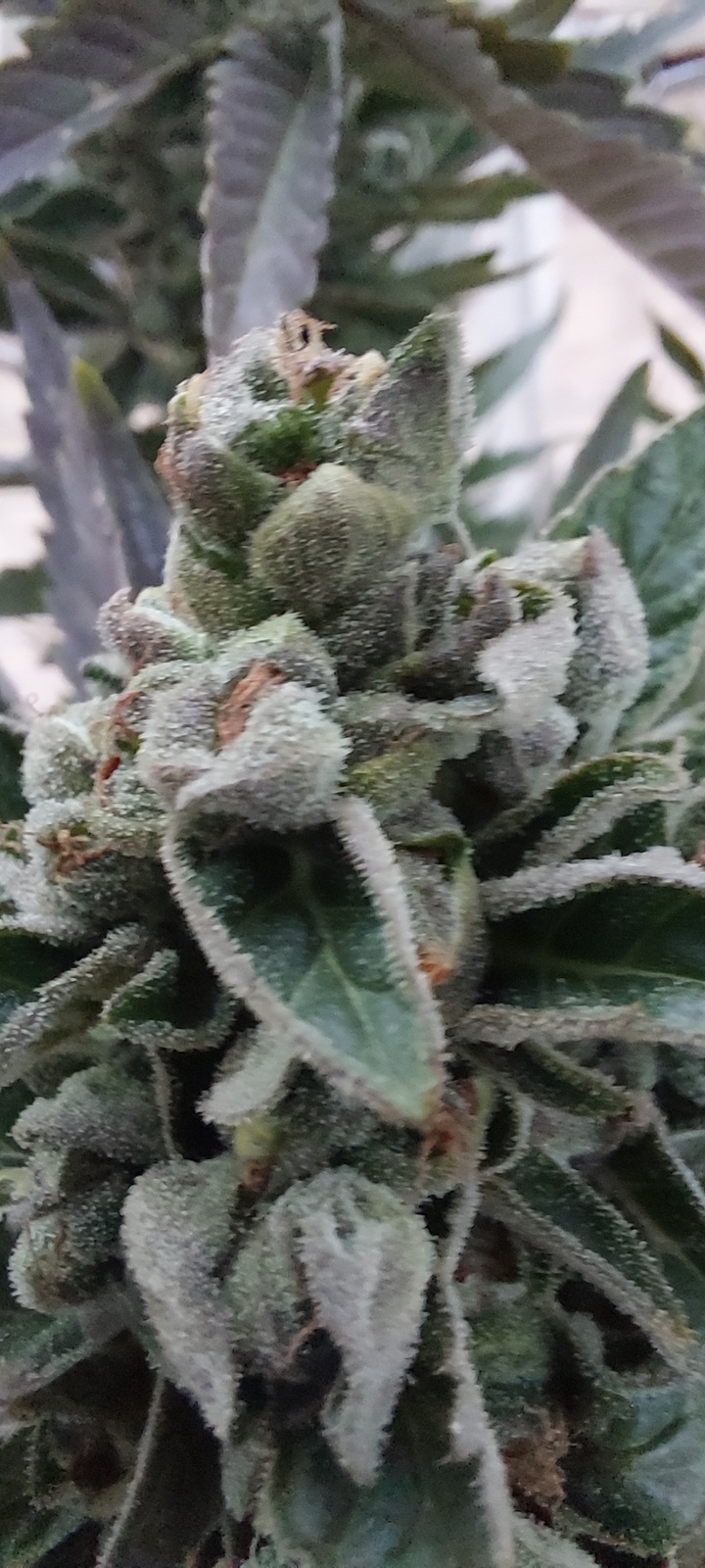 Raw Dawg Marijuana Strain Information & Reviews AllBud