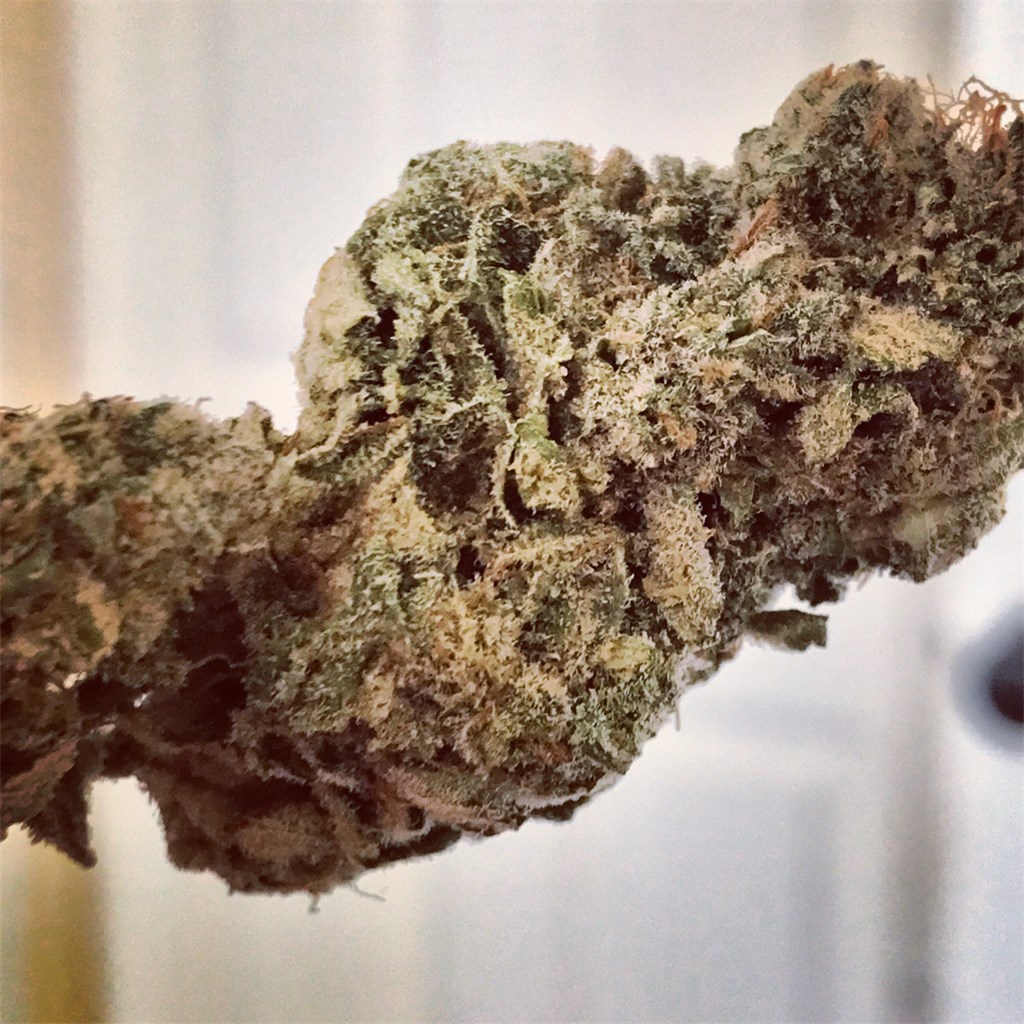 Robot Girl Marijuana Strain Information & Reviews AllBud