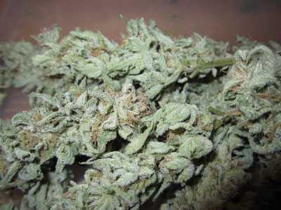 Romulan Cotton Candy Marijuana Strain Information & Reviews | AllBud