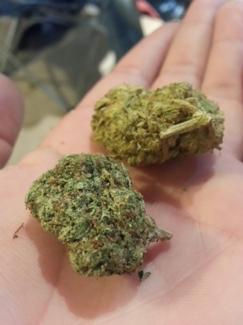 Royal Dwarf Marijuana Strain Information & Reviews AllBud