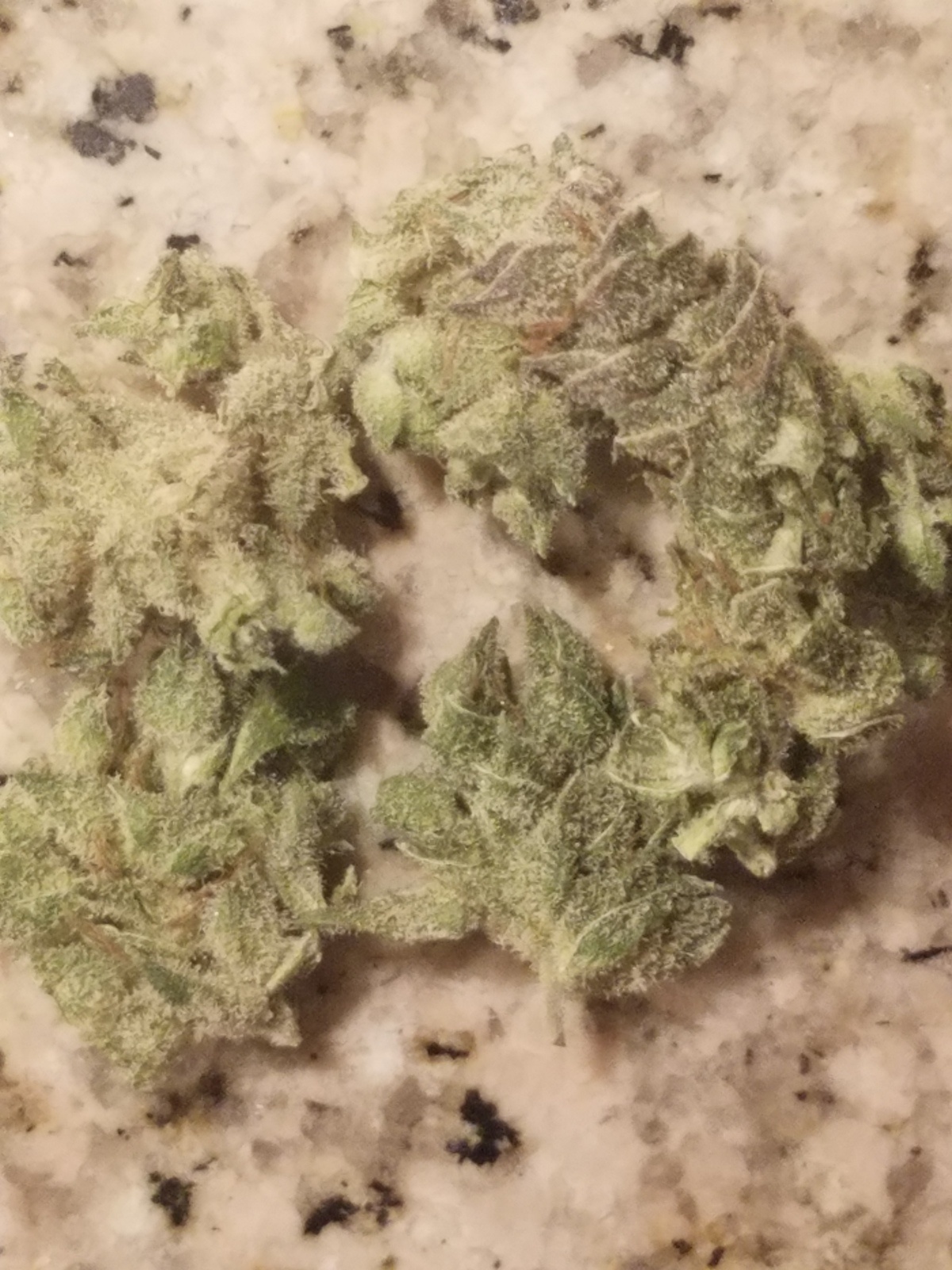 Sage: strain page photo, credit allbud.s3.amazonaws.com, copyright status shown with credit copyright unverified