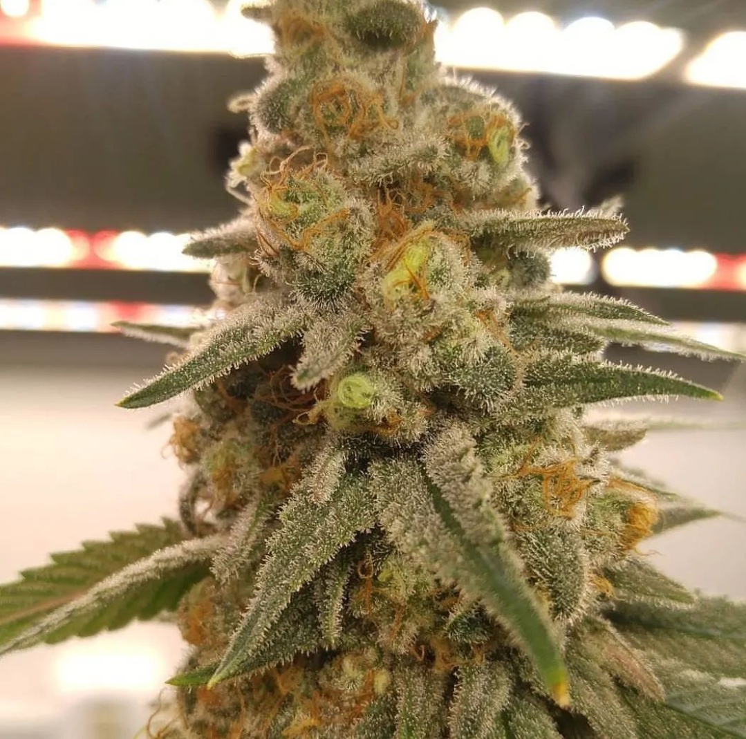 Sausage Berry Marijuana Strain Information & Reviews | AllBud