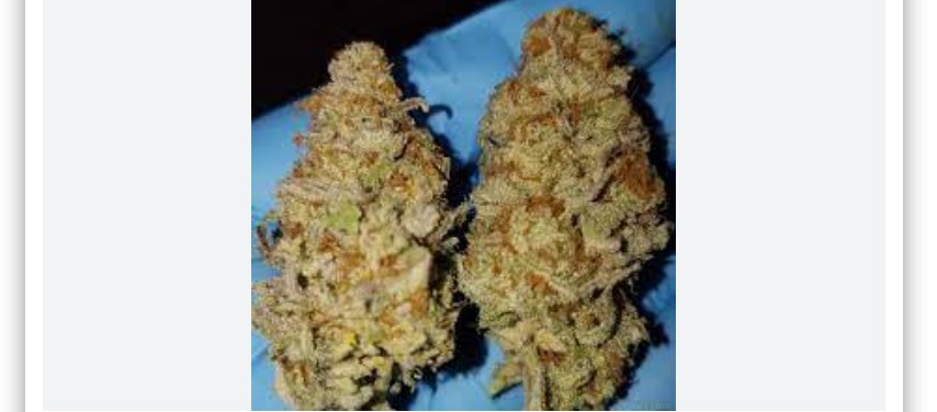 Sausage Berry Marijuana Strain Information & Reviews | AllBud