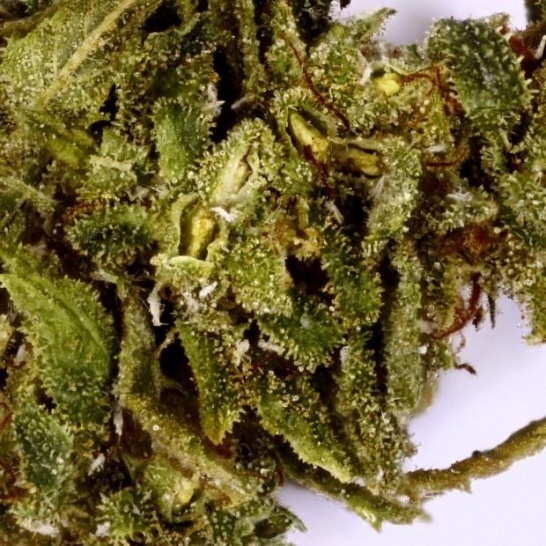 Shangri LA OG Marijuana Strain Information & Reviews AllBud