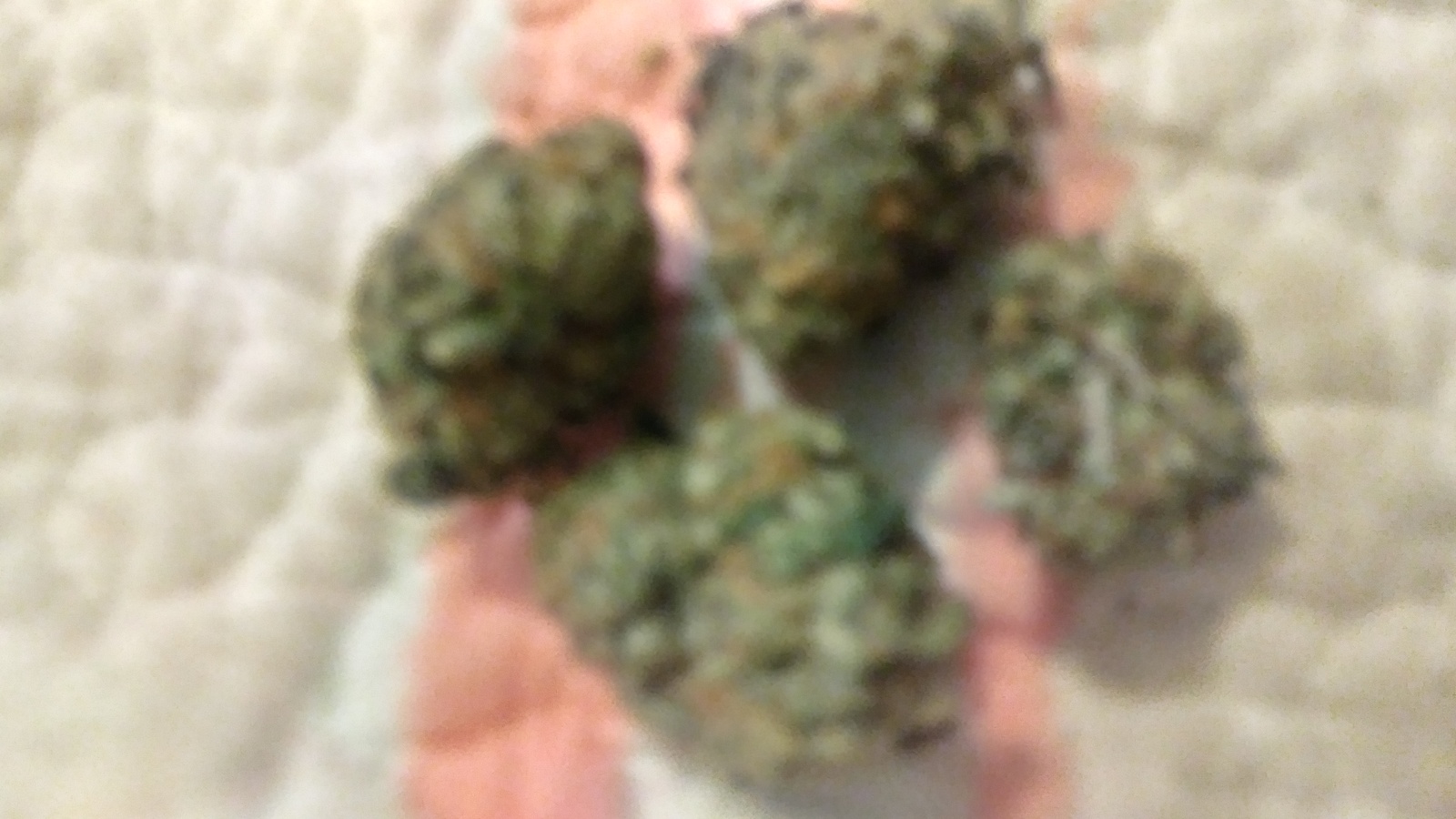 Sherbet Marijuana Strain Information & Reviews AllBud
