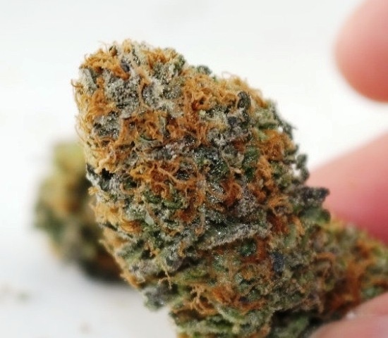 Shiva Shanti archive 1